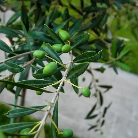 Appartement Olive 201 Peraía