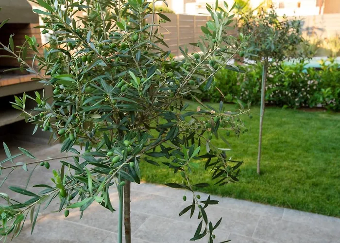 Olive 201 Peraía
