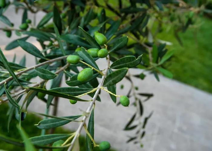 Apartmán Olive 201 Peraía