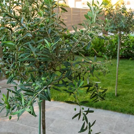 Olive 201 Peraía