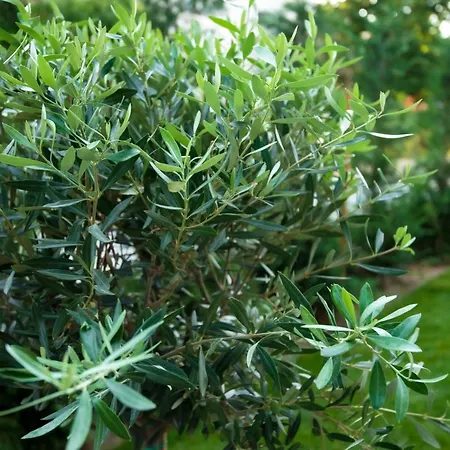 Olive 201 *