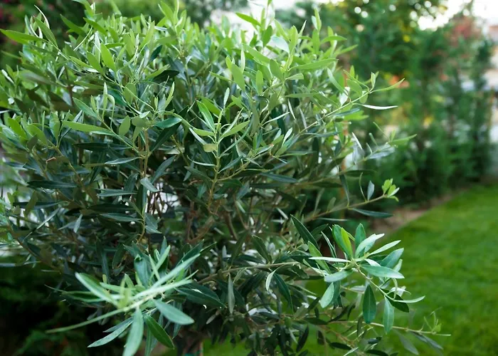 Olive 201 *
